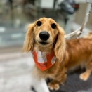 トリミングコーナー