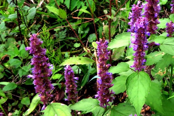 山川草木・動物 歳時記 Ⅱ