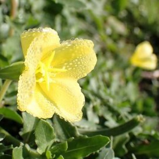 みかん農家のこだわりみかん栽培の日々