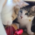 箱ワナ