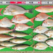 2026年4月13日　釣果