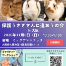 保護うさぎ譲渡会 第41回 保護うさぎさんに逢おうの会in大阪【11/8】