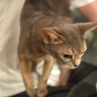 純豆腐鍋の夜ごはん