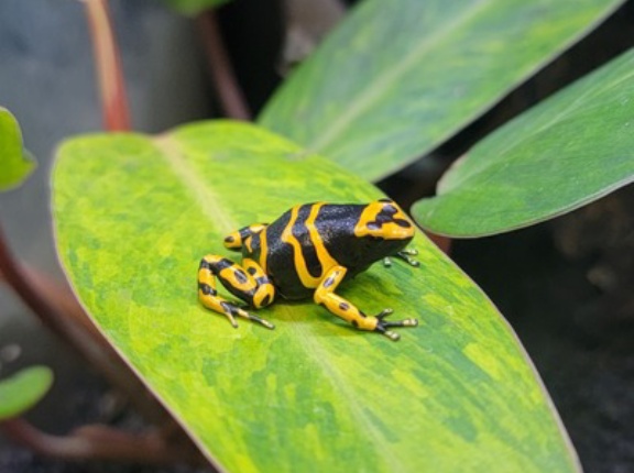 今週末はハチクラサービスデー！！