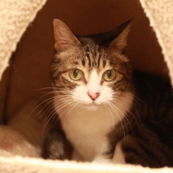 テントベッドから出ない猫。