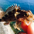 春めいた海でライトゲーム