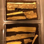 Today's Beetle Recording