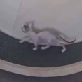 子ネコが回し車で遊びだす。そうじゃない、手本を見せてやるぜ！ → 先輩猫はこうした…