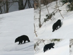 【悲報】秦野市、クマを山奥に放して登山道を開放！！！ その日の夜、同じクマが戻ってきたｗｗｗ