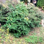 戦いすんで日は暮れて　～アラフィフゲイの田園lifeときどき婚活(？)