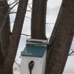 アナベルにかこまれて