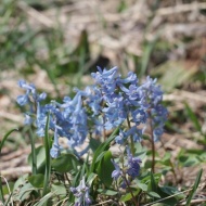 【春の森】これまでで一番早く始まった舞踏会！