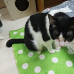 家をさがすのじゃ～～～～