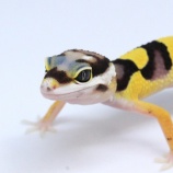 『【新入荷】レオパたくさん！！～豹紋堂、スティーブサイクス、新潟店CB～』の画像