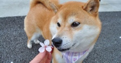 かぼちゃんがイラクの子どもたちに届けたもの