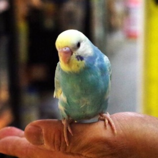 ペットショップふじやのブログ