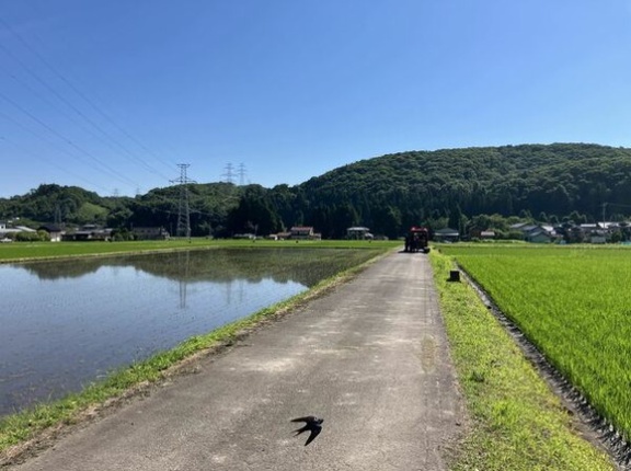 【石川】小松でクマに襲われ男性けが、散歩中に８０代