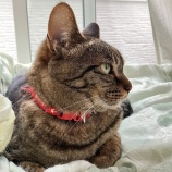猫とホカホカ布団
