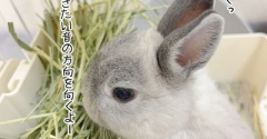 うさぎのルリ(7/29追記)