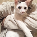 うちのとらまる