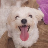 『全力しおちゃん🐶』の画像