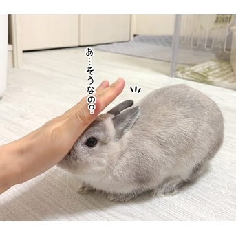 うさぎのルリ(8/31追記)