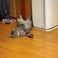 オトナ猫さまだって可愛い