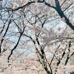 おひとりさま→高齢シンママの徒然