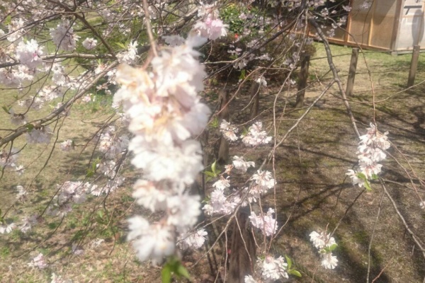 にわか映画好きのブログ