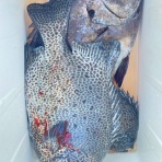 くろはえまるのblog