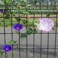 丸葉朝顔と新顔の朝顔２種が咲いていました。