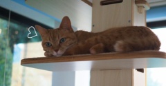 キャットタワーで過ごす夏♪