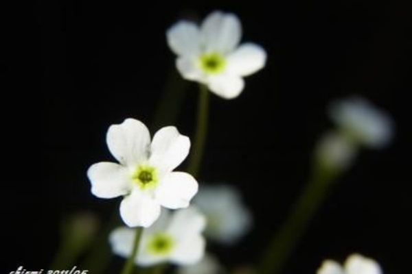 アンドロサセ スターダスト 花綴り