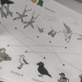 鳥のイラストを描く　講座に参加しました。