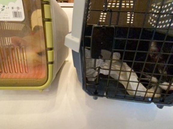 猫を見送るのが日常　20260417