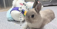 うさぎのルリ(7/26追記)