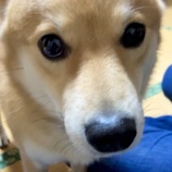 正月に浮気を疑われる猫飼い