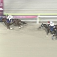 【競馬】帝王賞は戸崎騎乗のミッキーファイトが連覇