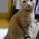 並んだコッペパン