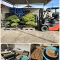 五葉松植替え最終期💦皆んなの応援を得て‼️