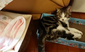 立ち耳スコティッシュのポッキー