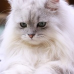 猫カフェ ねこまんまBlog