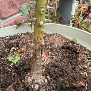 ＊根元がガッツリ枯れたカラーオブジュピターは助かるのだろうか⁈