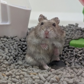 小動物専門店NATURE'S