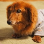 花とワンコな日々