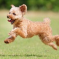 7-15-2　田中　コロくん　10歳　南あわじドッグラン・飛行犬撮影所にて