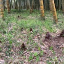 2026ヒメマス沼沢湖　第３戦と　山の恵み③