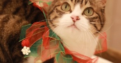 クリスマスの首飾りと猫ら。