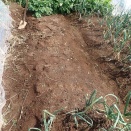 スイカ畝の準備