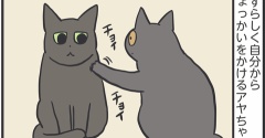 アヤちゃんが追いかけるのを見ない理由
